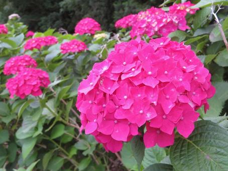 濃ピンクのアジサイ 濃ピンクのアジサイ アジサイ,紫陽花,梅雨の写真素材