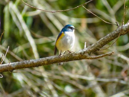 枝に留まるルリビタキのオス 枝に留まるルリビタキのオス ルリビタキ,瑠璃鶲,野鳥の写真素材