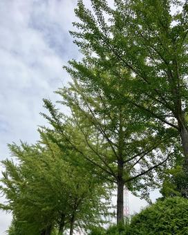 イチョウ並木 銀杏,イチョウ,木の写真素材