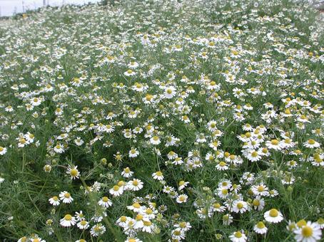 ジャーマンカモミール 咲く風景 ジャーマンカモミール,ハーブ,頭状花の写真素材