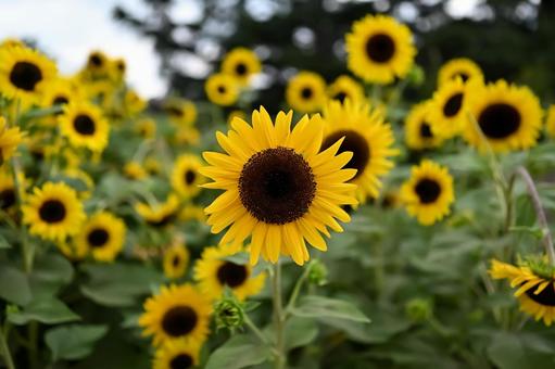 ヒマワリの花 ヒマワリの花の写真
