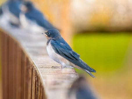 柵にとまるツバメ 柵にとまるツバメ ツバメ,燕,野鳥の写真素材