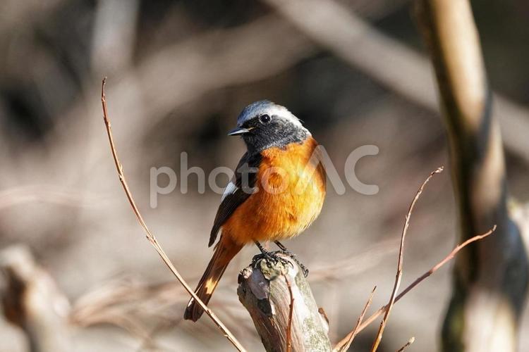 ジョウビタキの魅力に誘われて 生き物,動物,野鳥の写真素材
