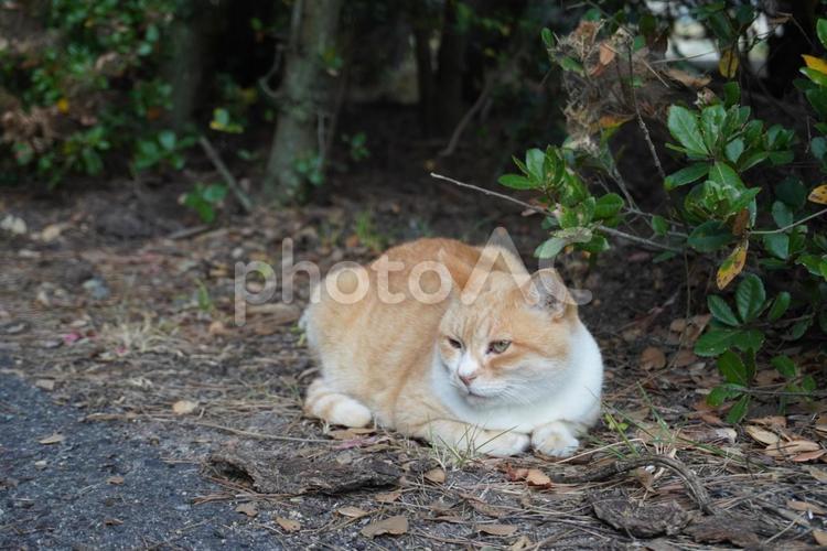 豊島　猫 猫,野良猫,動物の写真素材