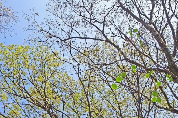 樹木と空 新緑,森,木漏れ日の写真素材