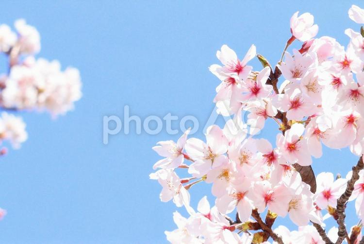 桜と青空　２ 桜,ソメイヨシノ,花の写真素材