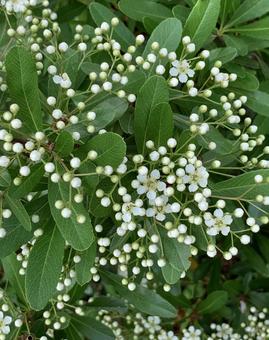 可憐な花 可憐な花の写真