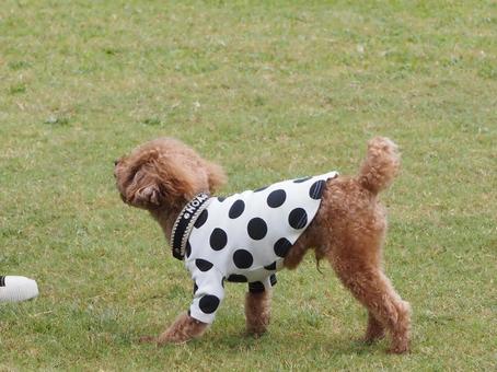 トイプードル 犬 トイプードル 犬の写真