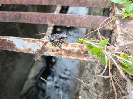 黒いニホンアマガエル 黒いニホンアマガエルの写真
