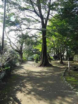 Photo, musashi kinen park, park, wood, 