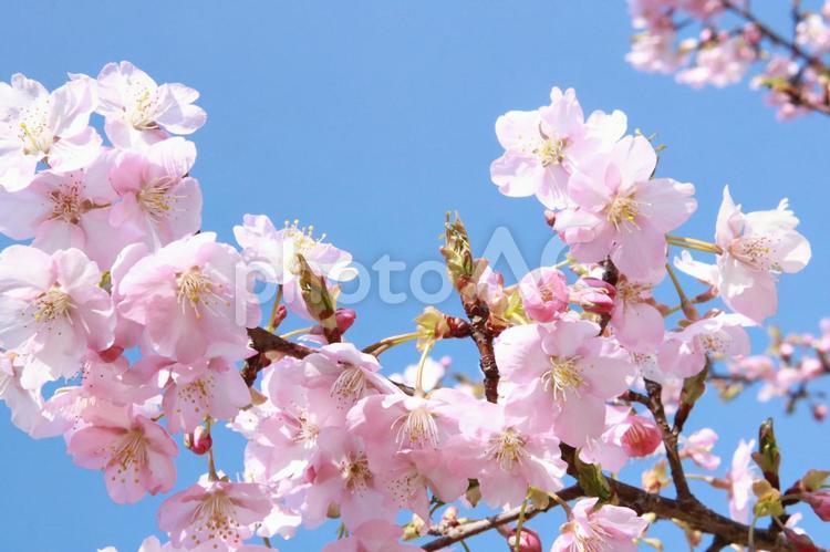 青空　さくら　サクラ　桜　満開 桜,さくら,サクラの写真素材
