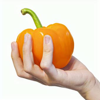 パプリカを持つ手 切抜き パプリカを持つ手 切抜き パプリカ,手,野菜の写真素材