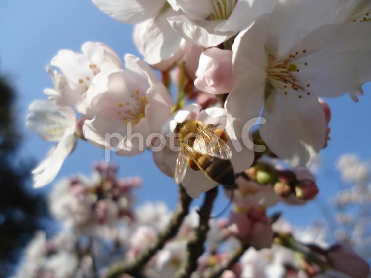 桜　さくら　サクラ さくら,しょくぶつ,サクラの写真素材