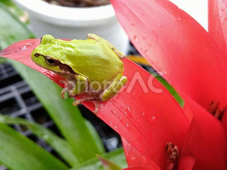 アマガエル アマガエル,両生類,葉っぱの写真素材