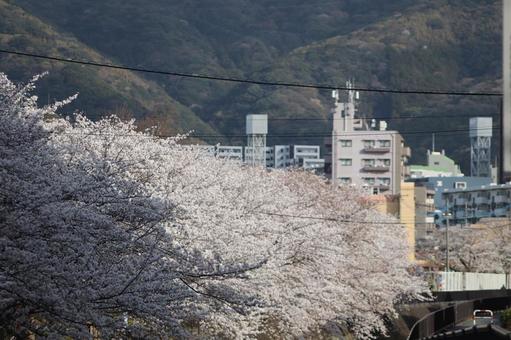 志井川の桜並木 志井川の桜並木 春,さくら,空の写真素材
