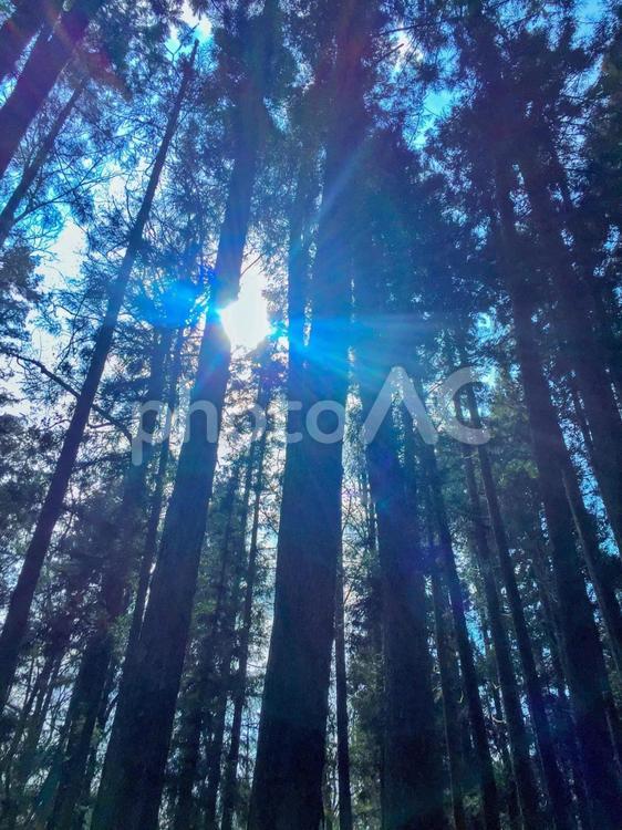 木漏れ日 2 自然,森の中,太陽の写真素材