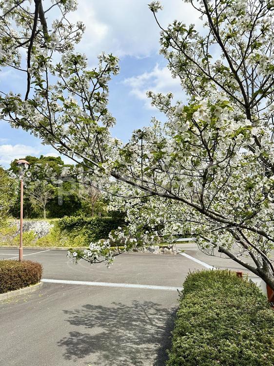 オオシマザクラ　宇久井ビジターセンター 吉野熊野国立公園,宇久井ビジターセンター,モチザクラの写真素材