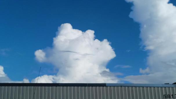 ねこの様な雲 ねこの様な雲の写真