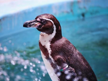 動物園の可愛いペンギン ペンギン,動物園,動物の写真素材