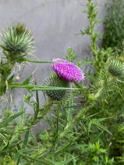 Photo, thistle, roadside, early summer, 