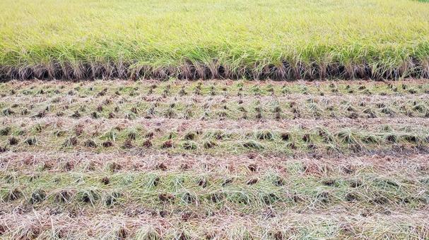 Photo, rice reaping, field, rice, 