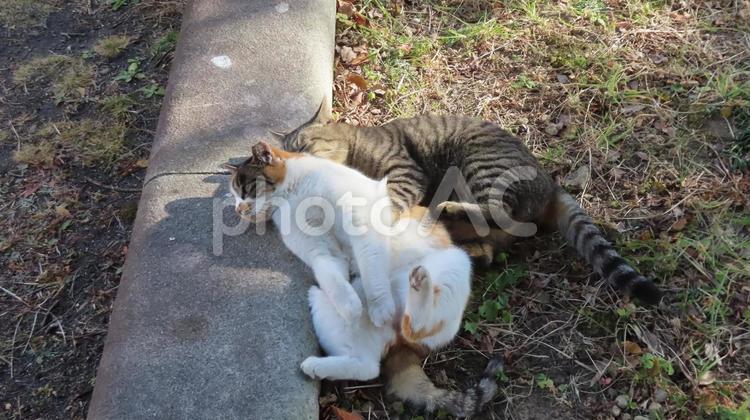 ラブラブでモフモフな三毛猫達の日常風景 三毛猫,猫,キジトラの写真素材
