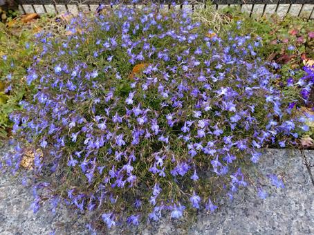 薄紫の花の写真