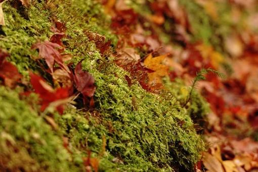 苔と落ち葉の秋模様 苔と落ち葉の秋模様の写真