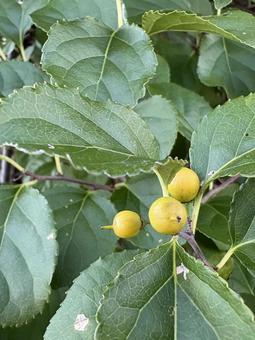 色付き始めたツルウメモドキの実 02 蔓梅擬,ツルウメモドキ,実の写真素材