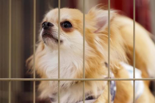 ケージの中のワンコ(保護犬) ケージの中のワンコ(保護犬) 犬,チワワ,可愛い犬の写真素材