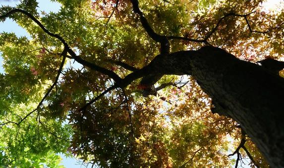 木漏れ日が爽やかな、モミジの緑葉 木漏れ日が爽やかな、モミジの緑葉の写真