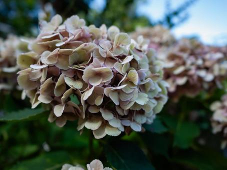 花の終わり02 花の終わり02 紫陽花,アジサイ,あじさいの写真素材