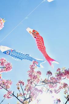 Carp streamer Children's Day image, JPG Carp streamer Children's Day image, carp streamer, blue sky, cherry blossoms, JPG