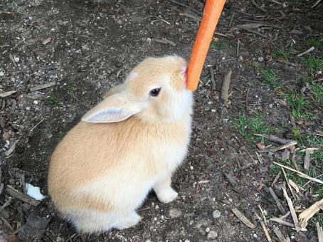 大久野島のにんじんもぐもぐうさぎ 大久野島,ウサギ,うさぎの写真素材