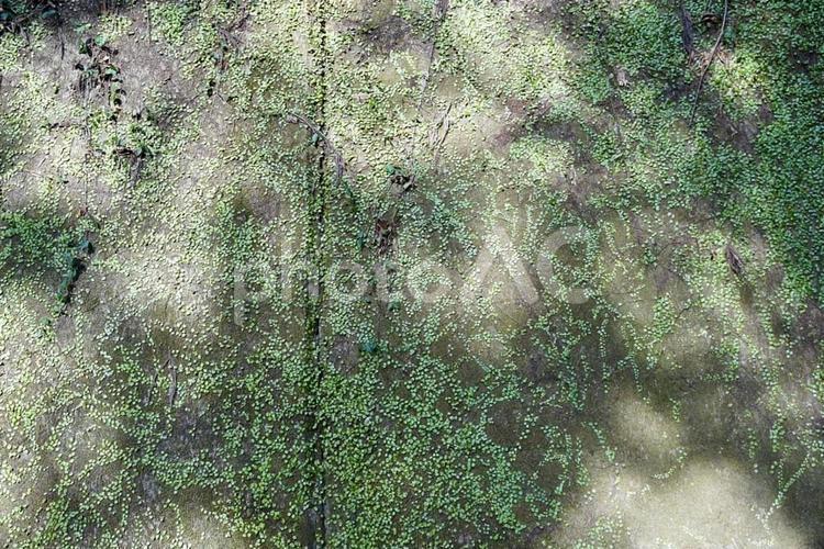 コンクリートの壁に映る木の影 背景,テクスチャ,バックグラウンドの写真素材