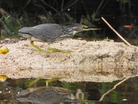 砂地を歩くササゴイ2 砂地を歩くササゴイ2 ササゴイ,鳥,鳥類の写真素材