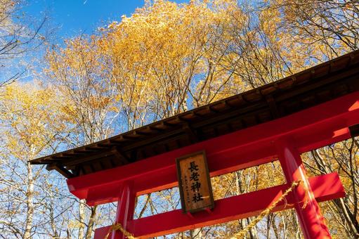 晩秋の長老神社⑴ 晩秋,紅葉,神社の写真素材
