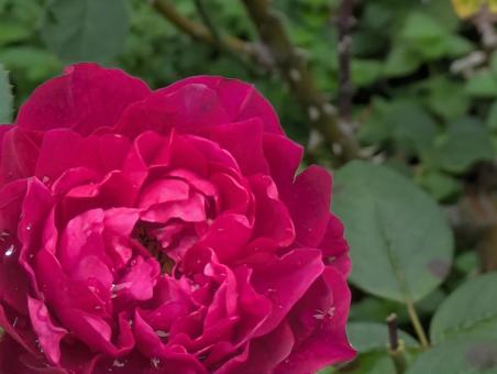 薔薇 薔薇の写真