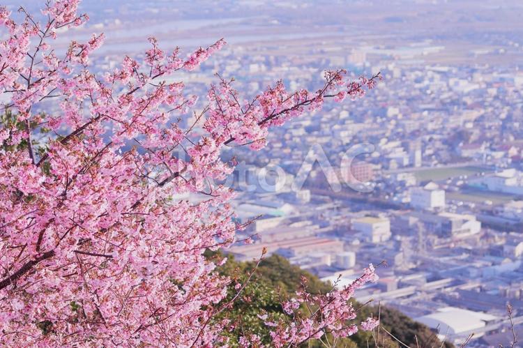 山の公園から見下ろす桜と街並み 桜,春,風景の写真素材
