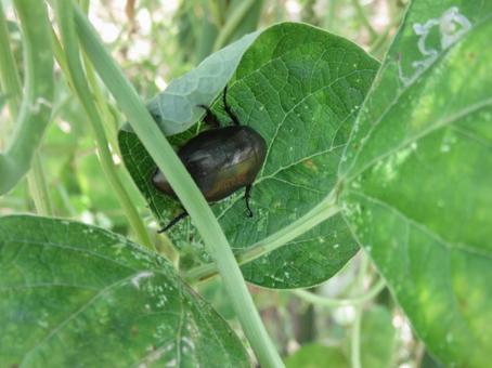 カナブン カナブン ドウガネブイブイ,カナブン,虫の写真素材