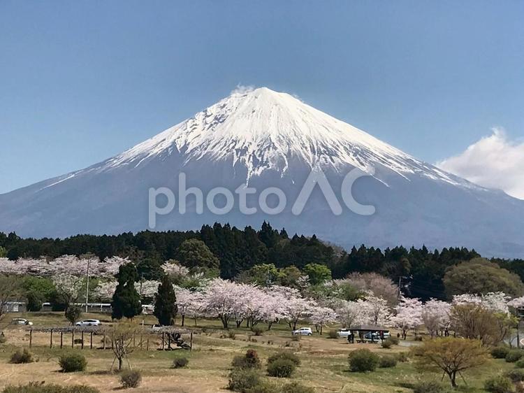 春の彩り、富士山と桜の競演 mount,fuji,cherryの写真素材
