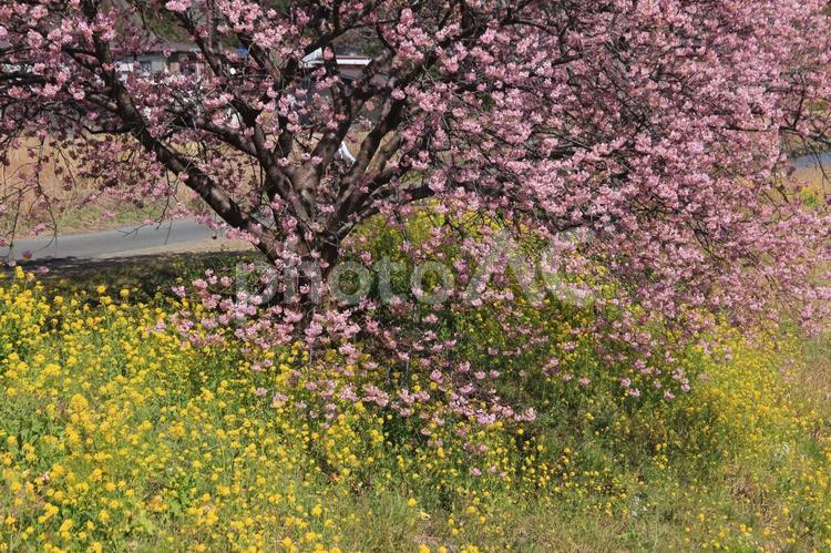 南の桜、なのはなと、河津さくら 木,自然,南の桜の写真素材