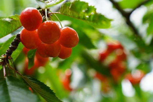 Cherries, JPG