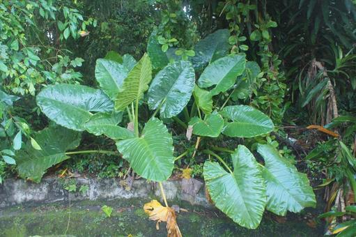 Photo, grass, quadrigo, taro, 