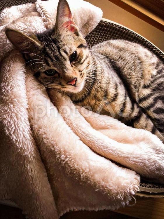 うとうとキジトラ 猫,ネコ,ねこの写真素材