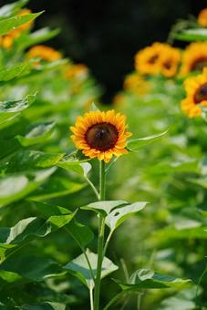 ヒマワリ 夏の花 黄色の花 ヒマワリ 夏の花 黄色の花の写真