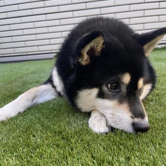 休憩中 休憩中 犬,柴犬,シバイヌの写真素材