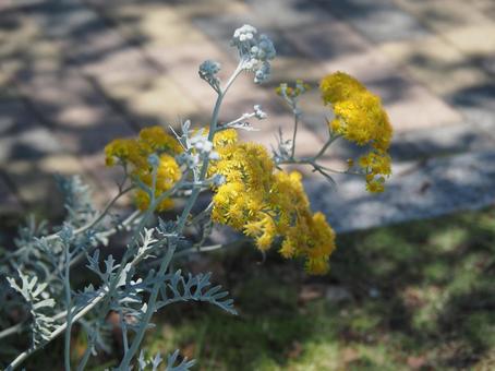 Photo, shirota aegi, flower, yellow, 