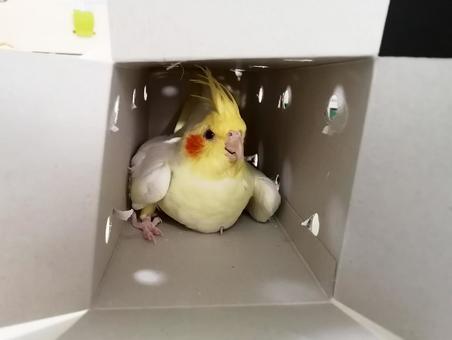 Photo, cockatiel adoption, cockatiel, cockatiel chicks, 