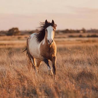 黄金色の野原を駆ける一頭の馬 黄金色の野原を駆ける一頭の馬の写真